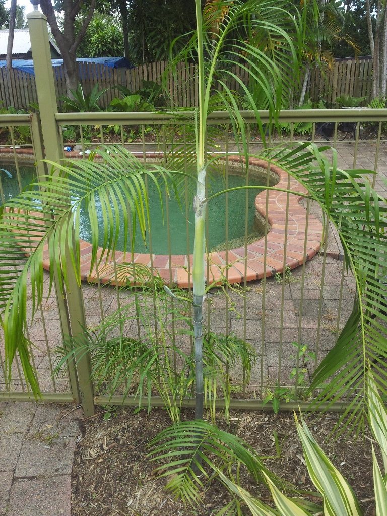 MY GARDEN. - DISCUSSING PALM TREES WORLDWIDE - PalmTalk